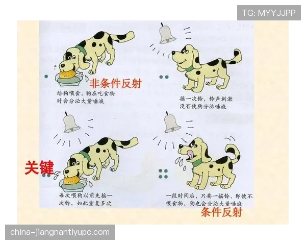 足球换人次数规则详解及其对比赛战术调整的关键影响